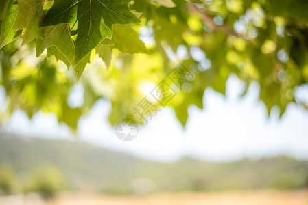 美国人脆弱的坚果阳光明媚夏日树叶和枫果实的绿色背景阳光明媚的日子树叶和枫果实的绿色背景图片
