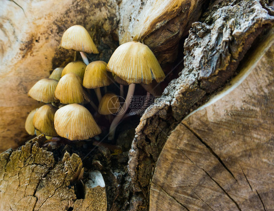 黄色的聚团木瓜蘑菇秋季自然背景的大型闭合品种菌类图片