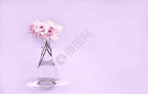 粉彩装饰风格色背景的花瓶中美丽朵有复制空间室内设计元素春天图片