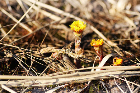山脚植物的第一个芽从干草中偷窥而出笑声树叶夏天早期的图片