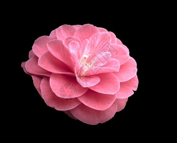 茶花粉色卡美莉亚粉红色卡美莉亚花被黑色隔离瓣象征图片