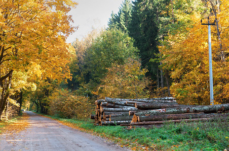 加里宁格勒桩新鲜道路秋林和的锯树砍伐秋林和木的在公路上锯树图片