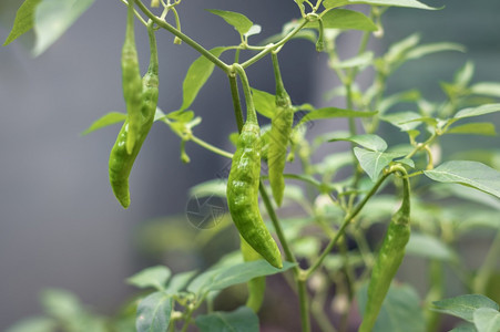 分支机构生的绿辣椒种植树枝上挂着新鲜的辣椒蔬菜图片