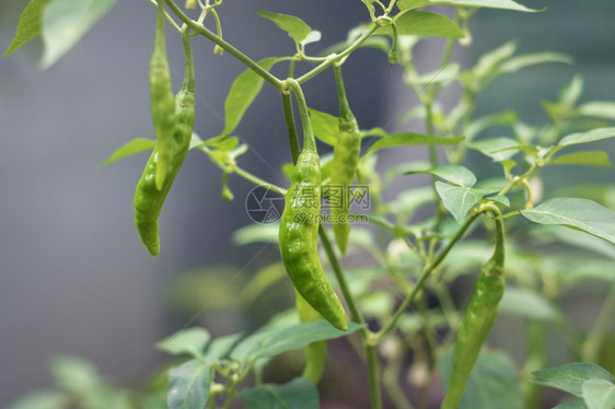 分支机构生的绿辣椒种植树枝上挂着新鲜的辣椒蔬菜图片