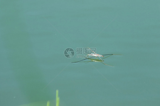 水象头是一种六条腿的昆虫它有1对长天线掠夺错误帕卢杜姆图片