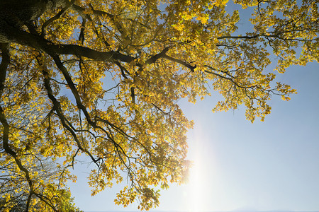 秋树上的橡叶子秋的细节多彩大自然以及从树上的绿叶子秋橡树上将颜色改变为黄和其他颜植物太阳秋天图片