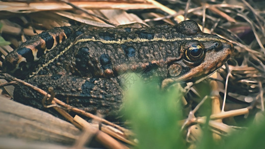移民在布弗夫福草原的池塘中天然美丽的青蛙春天两栖动物图片
