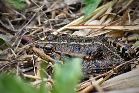 环境肉食动物眼睛在布弗夫福草原的池塘中天然美丽的青蛙图片