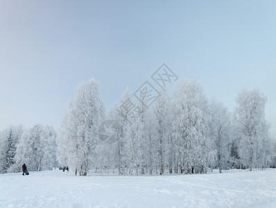 下雪的苍白乡村冬季风景野生树周围布满冰霜的人在俄罗斯Arkhangelsk附近的MalyeKorely旅游综合建筑群中行走图片