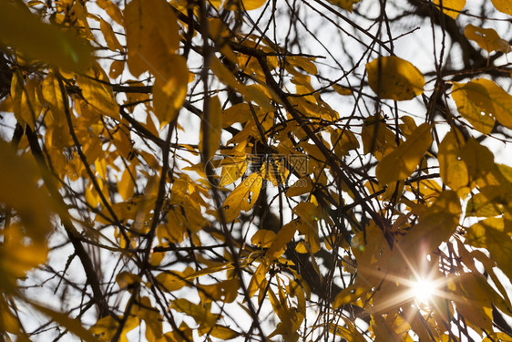 秋天风景树叶橙色的太阳照耀在黄色和金树木的叶子上落下阳光日图片