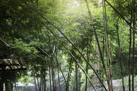 泰国热带气候中的竹林鱼群照片颜色植物分支图片