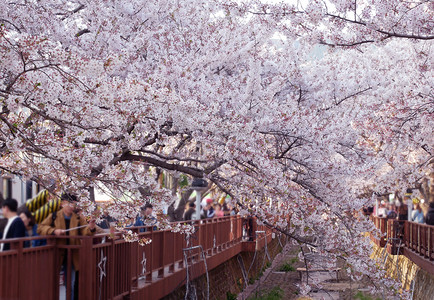 树拍摄南韩金海镇川流春花节樱照片的观光游客城市景图片