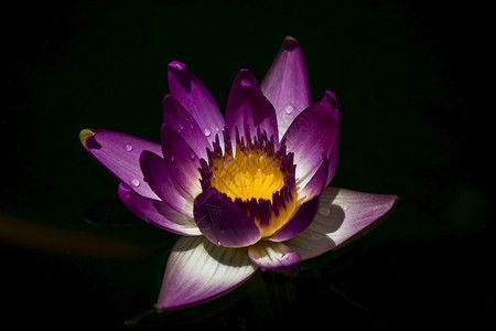 黑暗中的紫色莲花图片