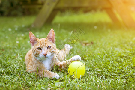 蓬松的漂亮橙色小猫咪在外边的草地里玩耍乐趣坐着图片
