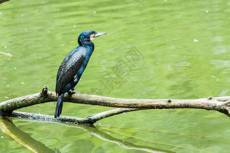 水栖息地户外一个伟大的Cormoran在湖边的树枝上图片