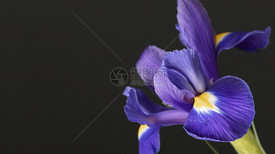 季节明信片庆典美丽的紫色花朵图片