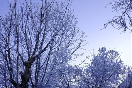 和平温冬树覆盖着冰冻的木与蓝天相对圣诞节风景图片