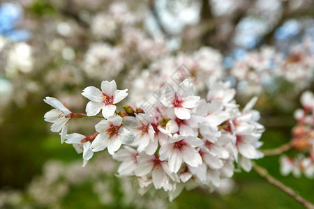 花的樱桃四月开白色的图片