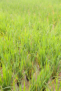 稻田里的谷整齐地排列着长的农作物季节绿色植图片