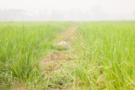 稻田里的谷整齐地排列着长的农作物绿色一种图片