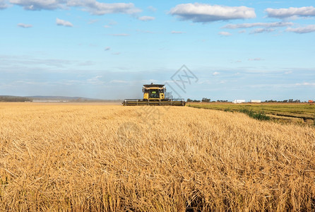 稻田场景食物澳大利亚新南威尔士州格里菲斯附近的农场收获赖稻澳大利亚图片
