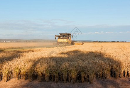 粮食澳大利亚新南威尔士州格里菲斯附近的农场收获赖稻澳大利亚围场产品图片