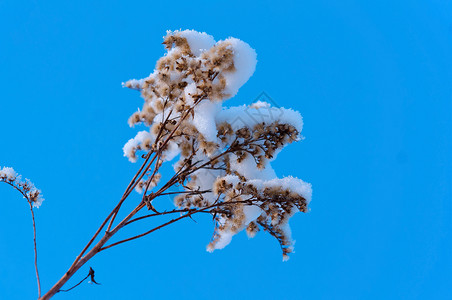 晴朗的积雪天图片