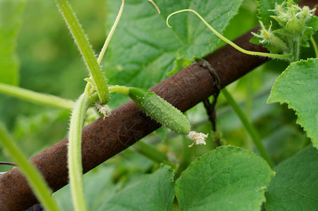 年轻的卵巢绿黄瓜和大色叶子正式的自然雌蕊图片