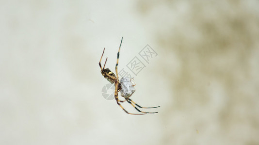 白色的自然近距离接一只蜘蛛在网中央的黑黄色和两腿上蜘蛛用绿色背景网络连接着绿本底蜘蛛用黑黄两面的身体和双腿缠绕着一只昆虫它是被白图片