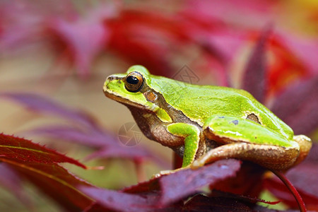 欧洲的美丽绿树青蛙站在叶子上Hylaarborea手指图片