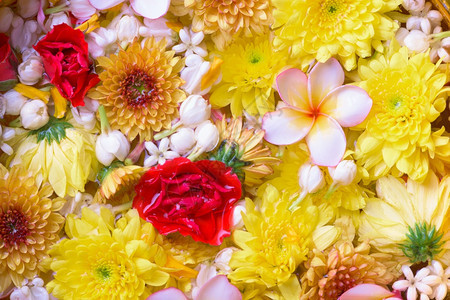 白色的优质传统装饰Songkran节或泰国新年的水碗中花朵多彩图片