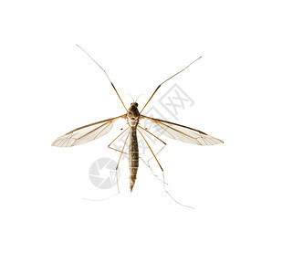 害虫发烧在白色背景上孤立的蚊子登革热图片