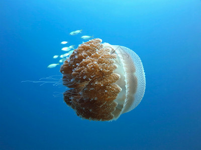 野生动物水母图片