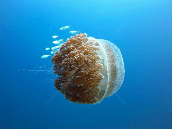 野生动物水母图片