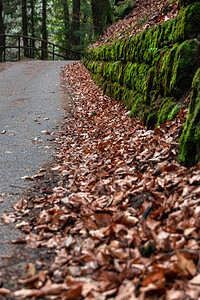 在萨克森瑞士的老墙上面覆满了爬行路线上的苔小树叶细节背景图片