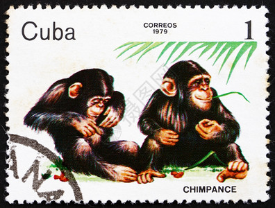 优质的美国古巴大约197年一张印在古巴的邮票显示黑猩动物园大约年邮政图片