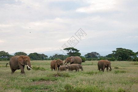 森林腿很多大象在草原的上大象一家人在草原的上吃萨凡纳图片