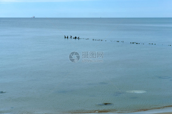 喂食海鸟目前栖息地的水禽海岸喙图片