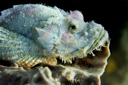 危险水肺旅行泰国比达诺克潜水场的一只胡子蝎鱼一条胡蝎鱼图片