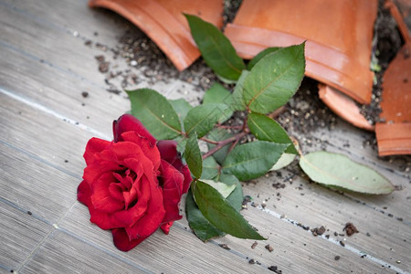 陶瓷制品破碎的花盆地板上有一朵红玫瑰国内的地面图片