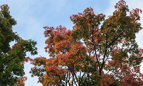 秋天树冠反对蓝颜色环境夏图片