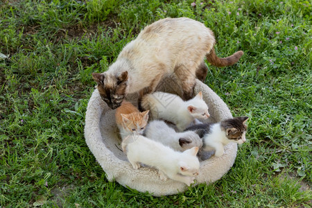 草地上一窝小猫咪和猫妈妈图片