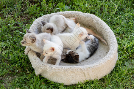 草地猫窝里的猫咪幼崽图片