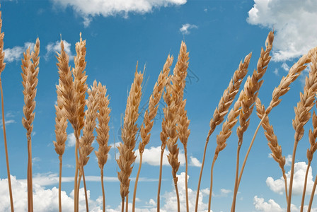 晴朗天气的小麦庄家图片