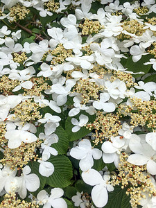 垂直的季节ViburnumPlicatum日本雪球树在春天开花充满活力图片