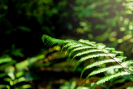 季节颜色蕨类美丽的背景由青绿野叶组成Fresh绿色自然树叶背景图片