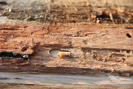 损害干燥蛀虫的幼生活在松树皮下常见的家具甲虫蛀的幼生活在松树皮下害虫图片
