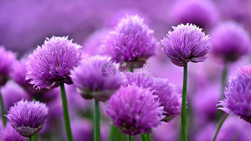 紫色的天竺葵图片