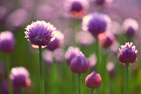 紫色韭菜花图片