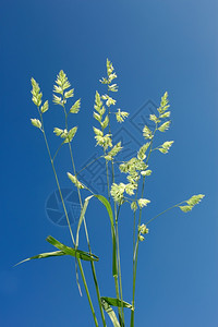 蓝天空背景的公鸡脚科学名称Dactylisglomerata粗麦草常见和广泛活力季节美丽的图片